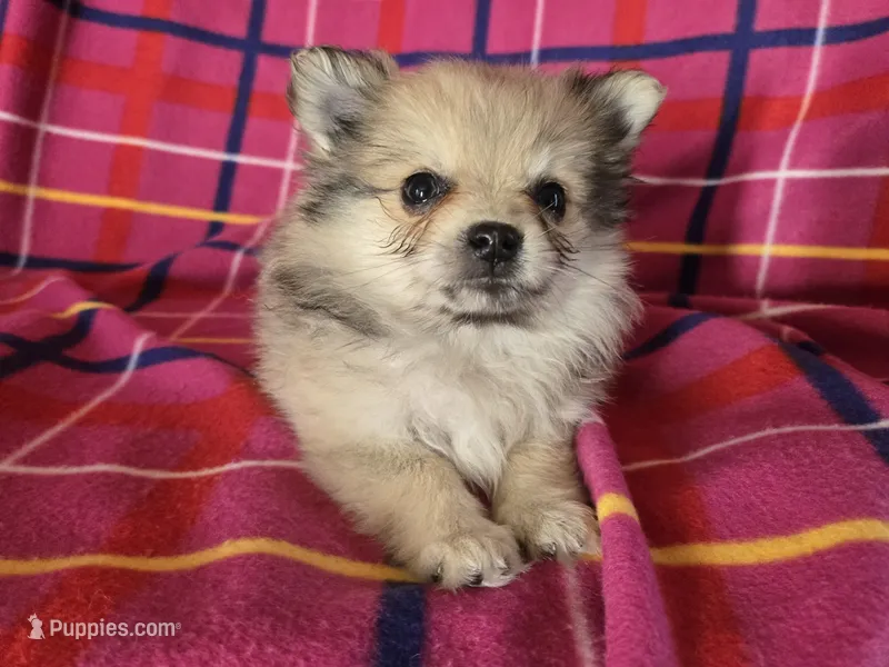 Pomeranian  – Pomeranian puppy for sale in Buffalo, NY