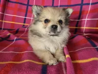 Pomeranian , a male Pomeranian for sale in Buffalo, NY – 2 of 4
