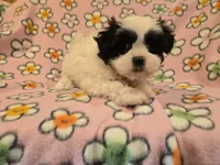 Shihtzu /Maltese , a female Maltese and Shih Tzu for sale in Buffalo, NY – 3 of 4