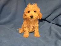 Bichon /Poodle, a male Bichon Frise and Poodle - Miniature  for sale in Buffalo, NY – 1 of 4