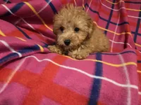 Yorkie poo, a female Yorkipoo for sale in Buffalo, NY – 3 of 4