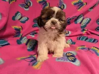 Shihtzu, a female Shih Tzu for sale in Buffalo, NY – 1 of 4