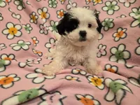 Maltese / Terrier, a female Maltese for sale in Buffalo, NY – 3 of 4