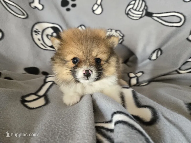 Pomeranian  – Pomeranian puppy for sale in Buffalo, NY