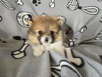 Pomeranian , a male Pomeranian for sale in Buffalo, NY – 1 of 5
