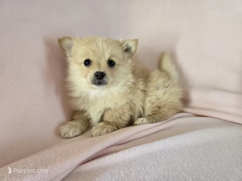 Pomchi – Pomchi puppy for sale in Buffalo, NY
