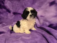 Shihtzu, a female Shih Tzu for sale in Buffalo, NY – 3 of 4