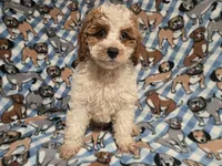 Cockapoo, a male Cockapoo for sale in Buffalo, NY – 4 of 4