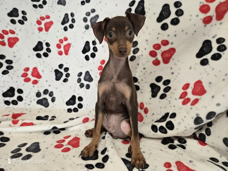 Mini Pinscher – Miniature Pinscher puppy for sale in Buffalo, NY