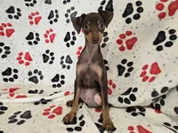 Mini Pinscher, a male Miniature Pinscher for sale in Buffalo, NY – 1 of 4