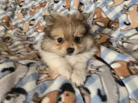 Pomeranian , a male Pomeranian for sale in Buffalo, NY – 4 of 5