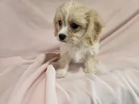 Cavachon , a female Cockapoo for sale in Buffalo, NY – 2 of 4