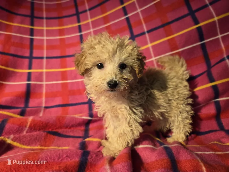 Toy poodle