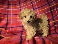Toy poodle, a female Poodle - Toy  for sale in Buffalo, NY – Photo 1 of 5