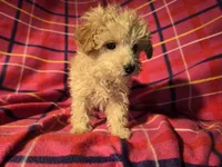 Toy poodle, a female Poodle - Toy  for sale in Buffalo, NY – Photo 2 of 5