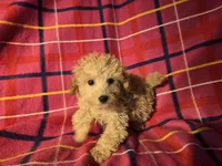Toy poodle, a female Poodle - Toy  for sale in Buffalo, NY – Photo 4 of 5