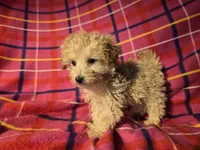 Toy poodle, a female Poodle - Toy  for sale in Buffalo, NY – Photo 5 of 5