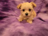 Yorkiepoo, a female Yorkipoo and Maltese for sale in Buffalo, NY – 2 of 4