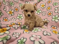 Yorkiepoo /Maltese, a female Yorkipoo and Maltese for sale in Buffalo, NY – 2 of 4