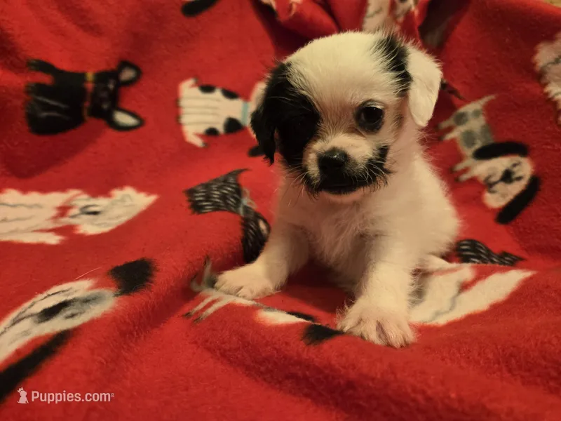 Maltese / Terrier – Maltese puppy for sale in Buffalo, NY