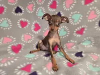 Mini Pinscher, a female Miniature Pinscher for sale in Buffalo, NY – 1 of 5