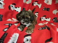 Shihpoo, a male Shihpoo for sale in Buffalo, NY – 5 of 5