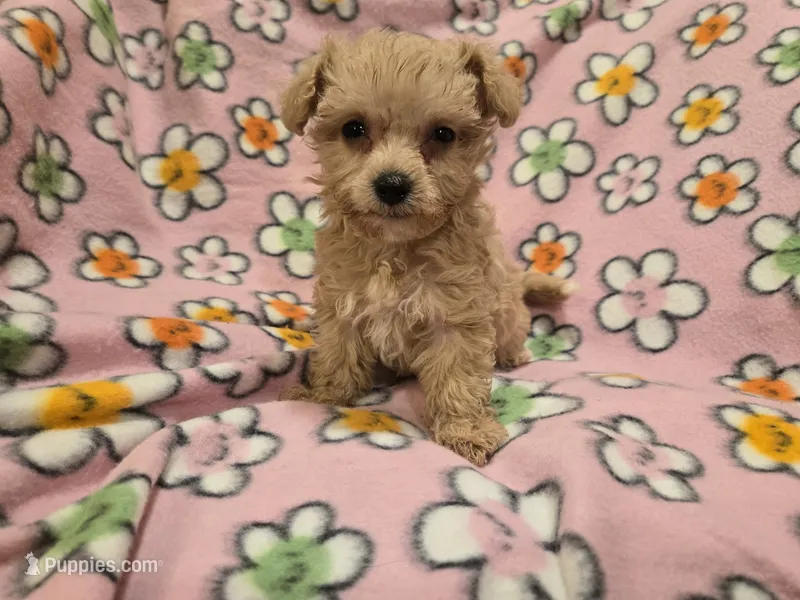Yorkiepoo /Maltese – Yorkipoo, Maltese puppy for sale in Buffalo, NY
