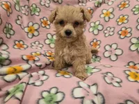 Yorkiepoo /Maltese, a female Yorkipoo and Maltese for sale in Buffalo, NY – 1 of 4