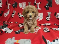 Cavapoo, a male Cavapoo and Poodle - Miniature  for sale in Buffalo, NY – 1 of 4