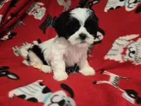 Shihtzu /Maltese mix , a male Maltese and Shih Tzu for sale in Buffalo, NY – 2 of 4
