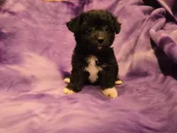 Chihuahua /Maltese, a female Chihuahua and Maltese for sale in Buffalo, NY – 2 of 4