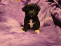 Chihuahua /Maltese, a female Chihuahua and Maltese for sale in Buffalo, NY – 4 of 4