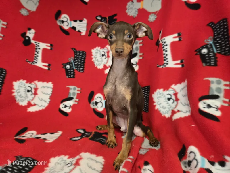 Mini Pinscher – Miniature Pinscher puppy for sale in Buffalo, NY