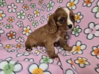 Cavalier king Charles Spaniel , a female Cavalier King Charles Spaniel for sale in Buffalo, NY – 4 of 4