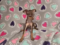 Mini Pinscher, a female Miniature Pinscher for sale in Buffalo, NY – 4 of 5