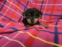 Yorkie Terrier, a female Yorkshire Terrier for sale in Buffalo, NY – 3 of 5