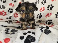 Yorkie Terrier, a male Yorkshire Terrier for sale in Buffalo, NY – 2 of 5