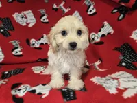 Cavachon, a male Cavachon for sale in Buffalo, NY – 3 of 4