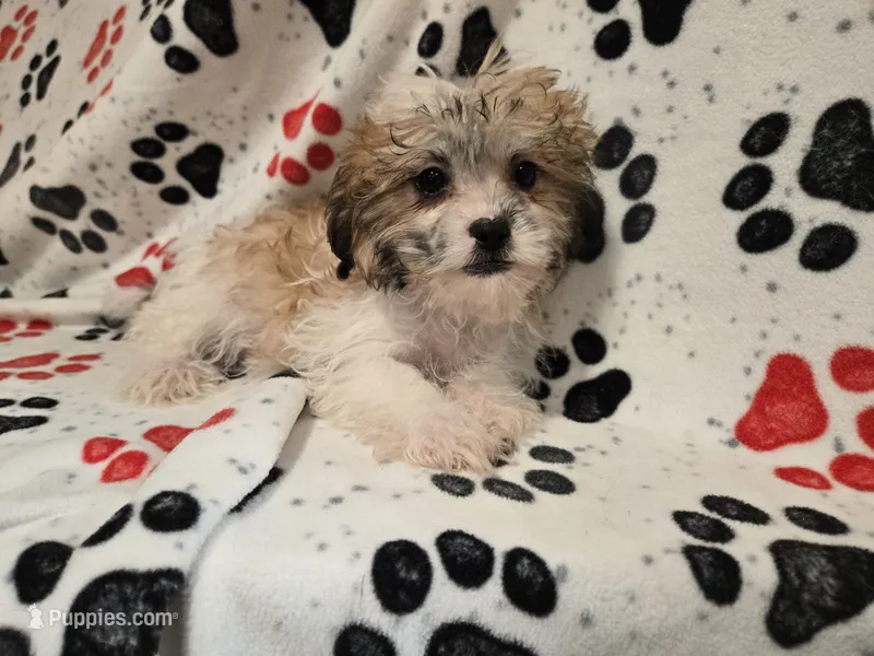 Bichon /Shih tzu  – Bichon Frise, Shih Tzu puppy for sale in Buffalo, NY