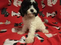 Cavapoo, a male Cavapoo for sale in Buffalo, NY – 4 of 4