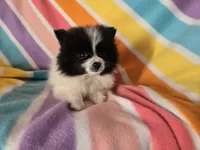 Pomeranian , a female Pomeranian for sale in Buffalo, NY – 2 of 5