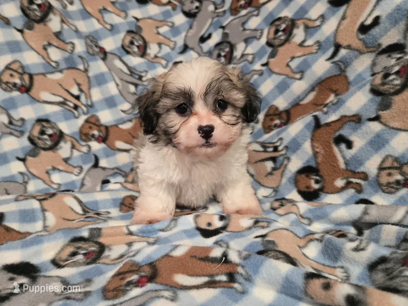 Bichon /Shih tzu  – Bichon Frise, Shih Tzu puppy for sale in Buffalo, NY