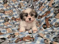 Bichon /Shih tzu , a male Bichon Frise and Shih Tzu for sale in Buffalo, NY – 1 of 3