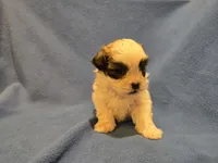 Shihtzu /Bichon, a male Bichon Frise and Shih Tzu for sale in Buffalo, NY – 3 of 4