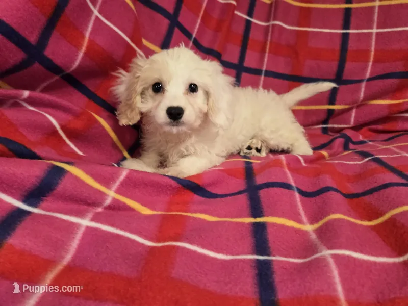 Cavachon – Cavachon puppy for sale in Buffalo, NY