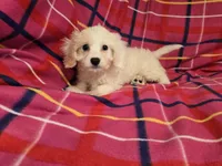 Cavachon, a female Cavachon for sale in Buffalo, NY – 1 of 4