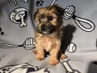 Yorkie /Havanese , a male Havanese and Yorkshire Terrier for sale in Buffalo, NY – Photo 3 of 5