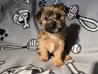 Yorkie /Havanese , a male Havanese and Yorkshire Terrier for sale in Buffalo, NY – Photo 2 of 5