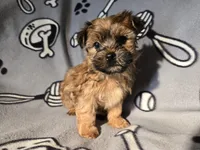 Yorkie /Havanese , a male Havanese and Yorkshire Terrier for sale in Buffalo, NY – Photo 5 of 5