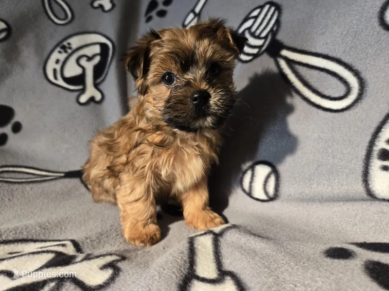Yorkie /Havanese 